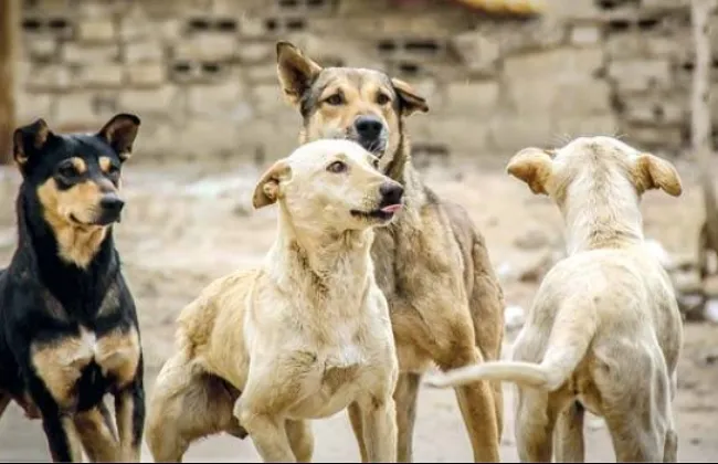البيطري: الحل الجذري لأزمة الكلاب الضالة يبدأ من وعي المجتمع لا من القتل