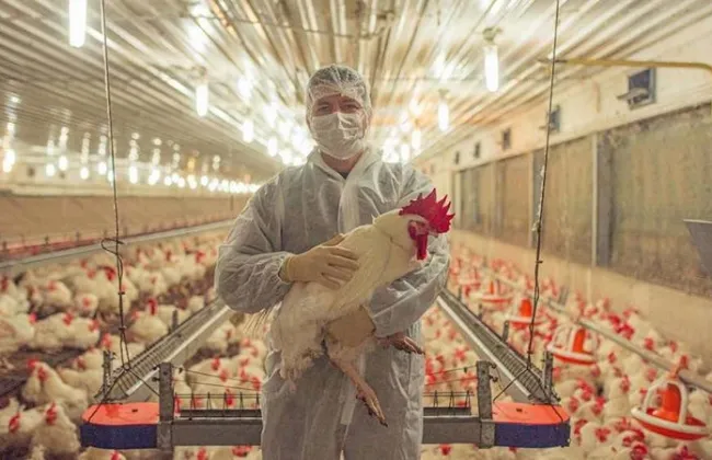 حملات ترصد مكثفة في مزارع الدواجن والأسواق