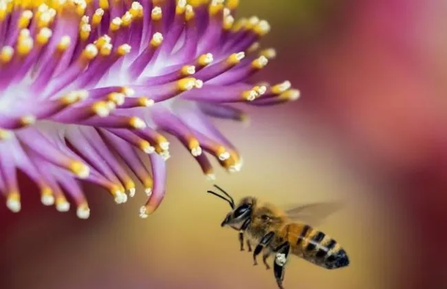 لغة الجسد عند النحل.. كيف ترشد “رقصات هندسية” الخلية إلى مصادر الغذاء؟